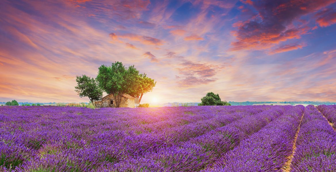 champ_de_lavandes